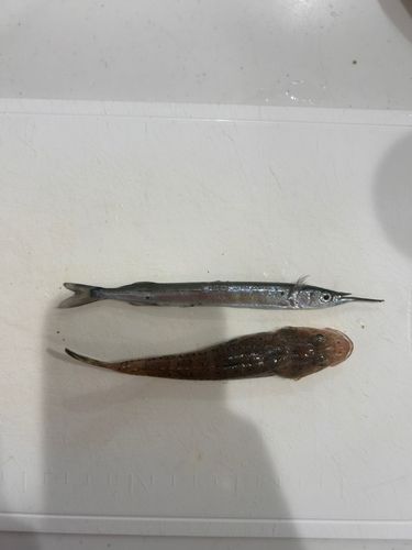 メゴチの釣果