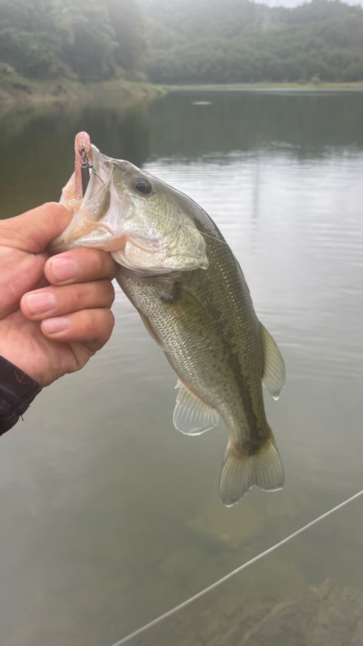 ラージマウスバス