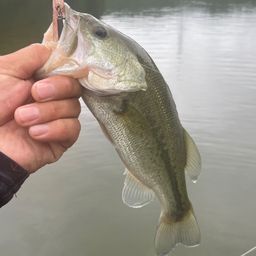 ラージマウスバス