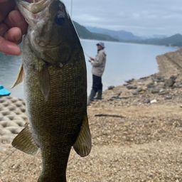 スモールマウスバス