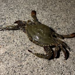 ワタリガニ