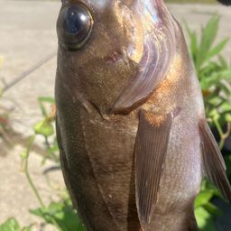 シロメバル