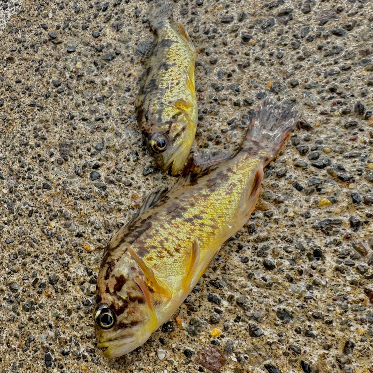 クロソイ