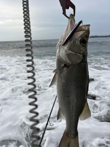 ヒラスズキの釣果