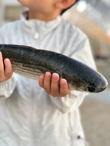 ボラの釣果