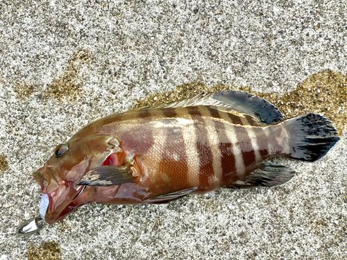 ヤミハタの釣果