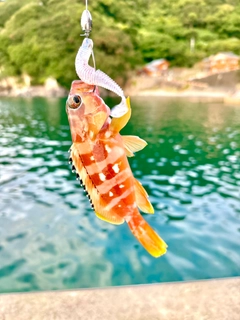 アカハタの釣果