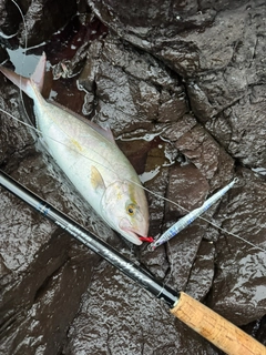 ショゴの釣果