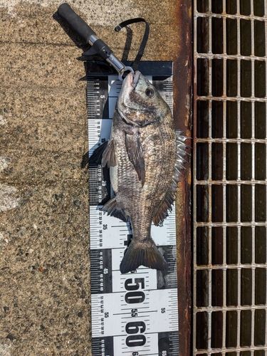 南港魚つり公園