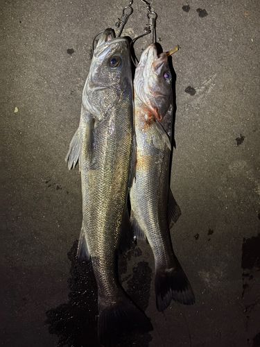 大野地区釣り護岸
