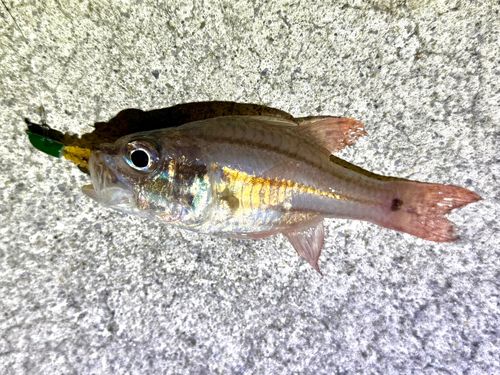 オオスジイシモチの釣果