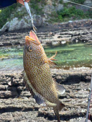 オオモンハタの釣果