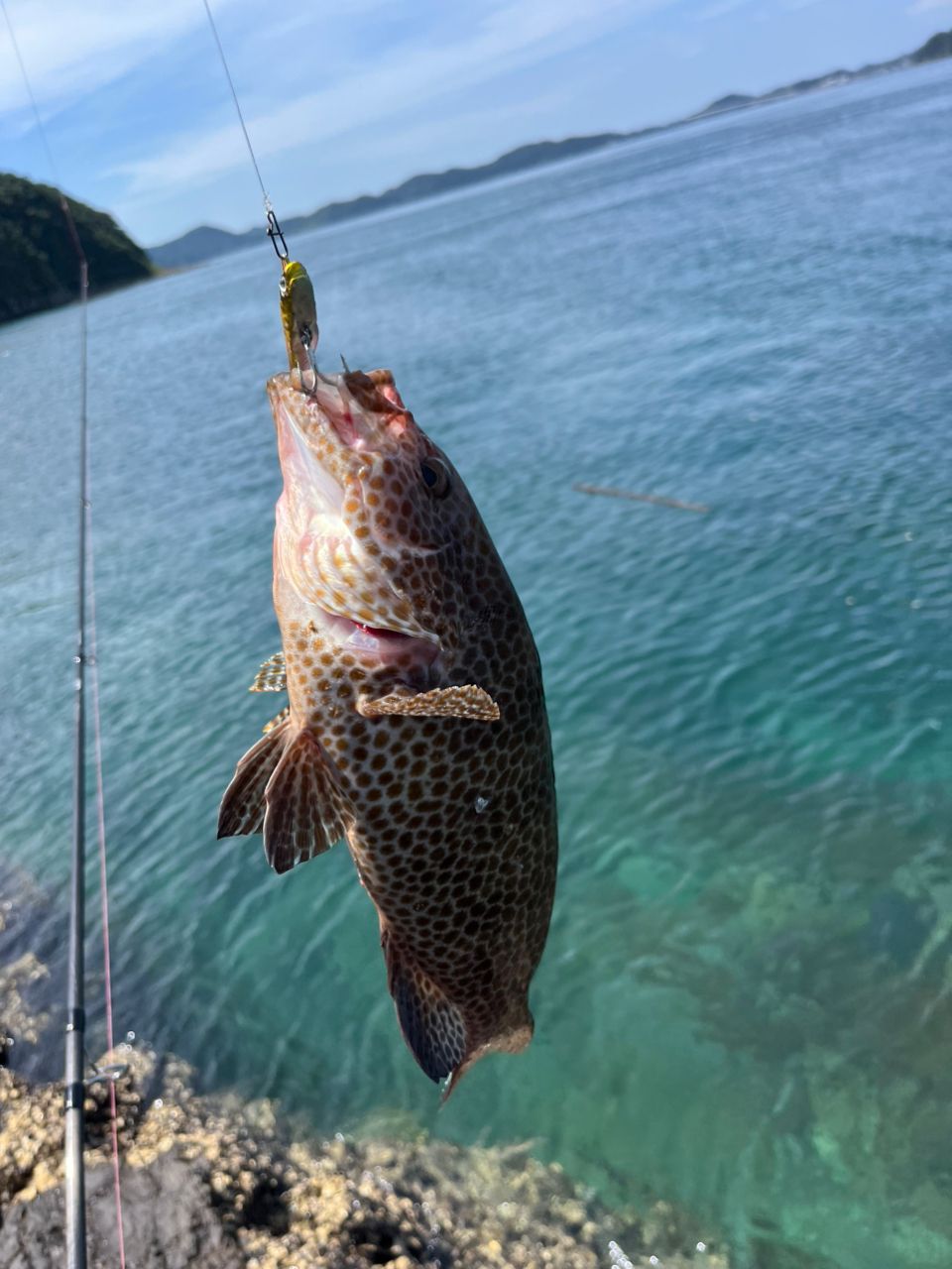 オオモンハタ
