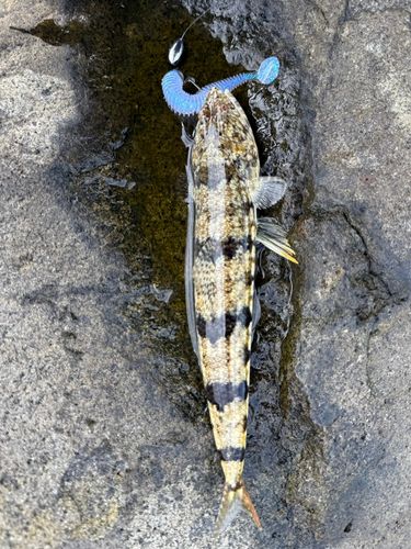 ミナミアカエソの釣果