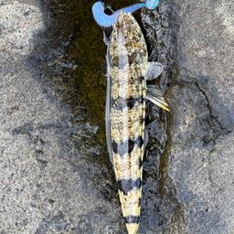 ミナミアカエソ