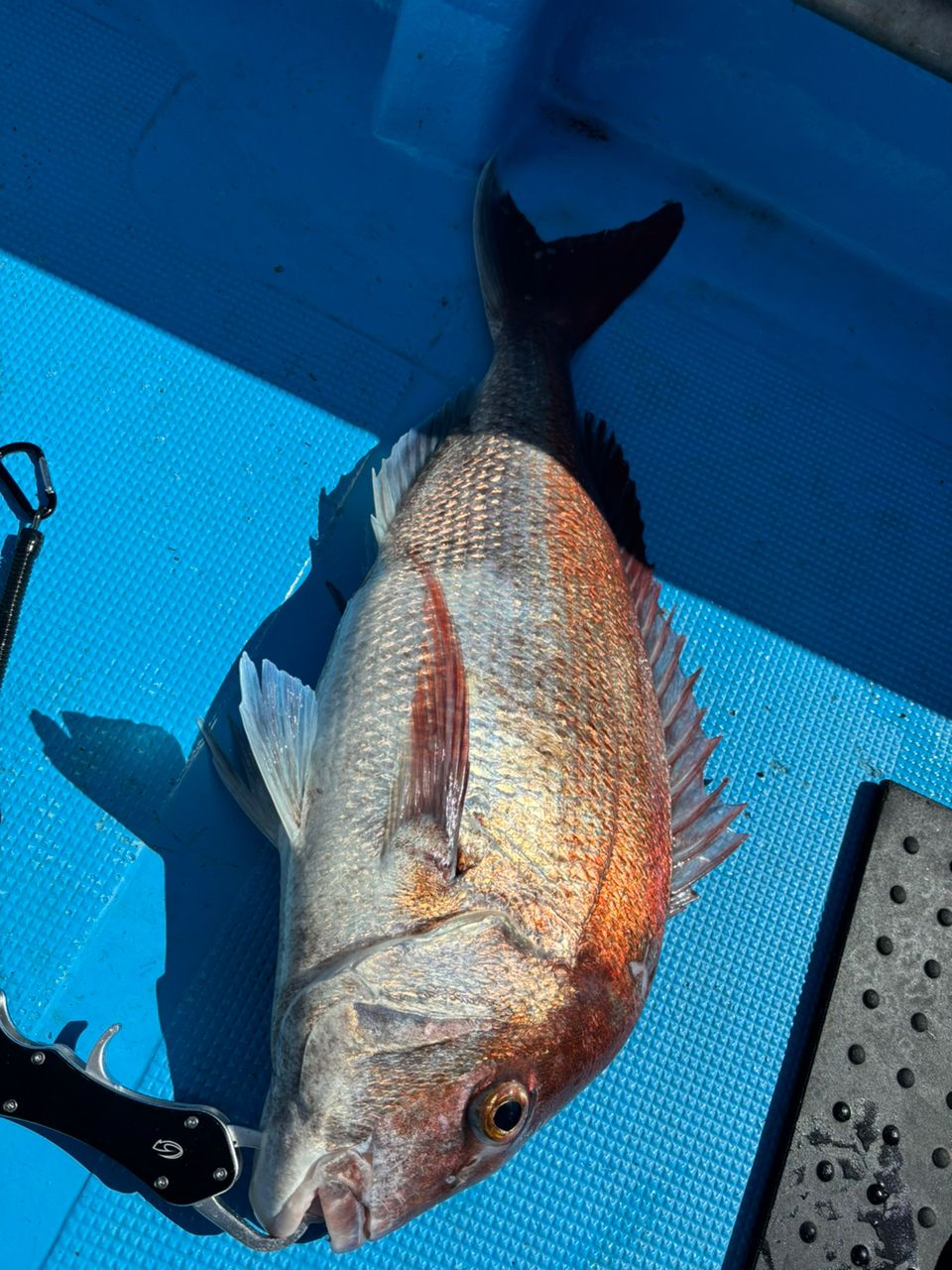 m*＊様 ダイワ　タイラバロッド　紅牙 EX N68HB-SMT 楽天市場】紅牙ex n68hb-smtの通販