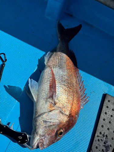 マダイの釣果