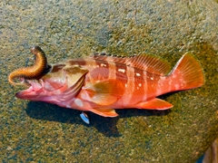アカハタの釣果