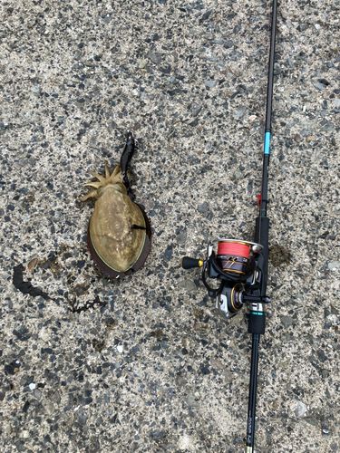 コウイカの釣果