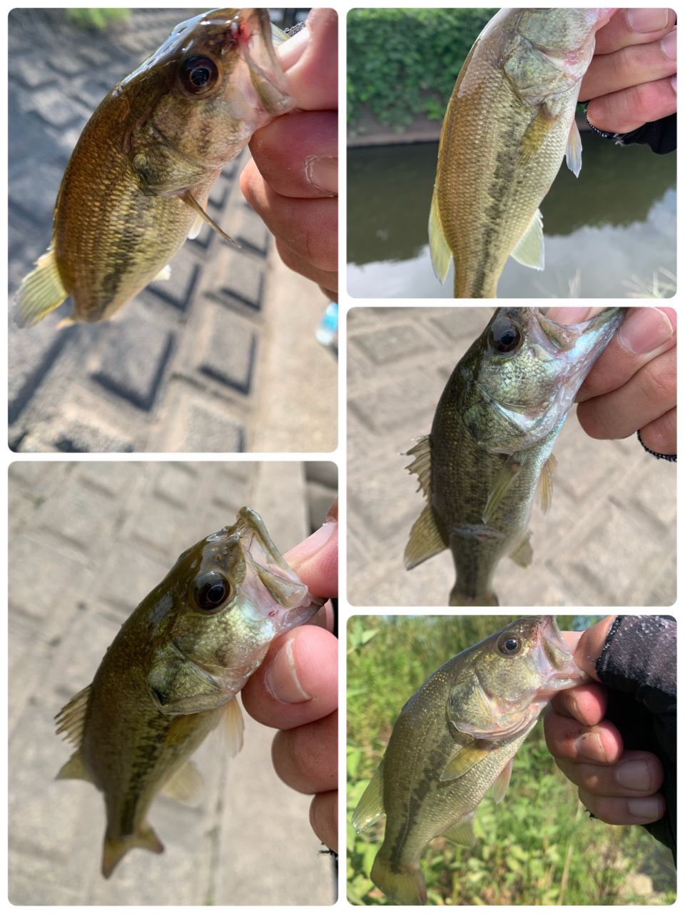 ラージマウスバス