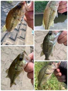 ラージマウスバスの釣果