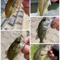 ラージマウスバス