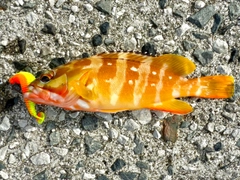 アカハタの釣果