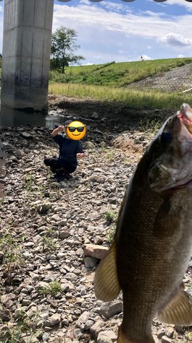 スモールマウスバスの釣果