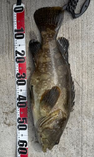 タマカイの釣果