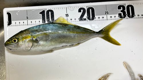 コゾクラの釣果
