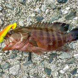 ヤミハタ