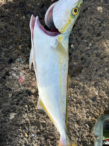 ワカナゴの釣果