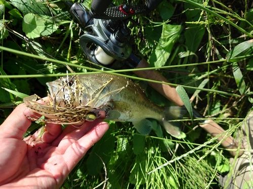 ラージマウスバスの釣果