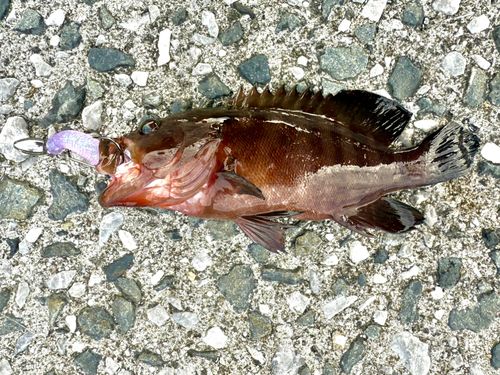 ヤミハタの釣果