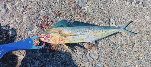 シイラの釣果