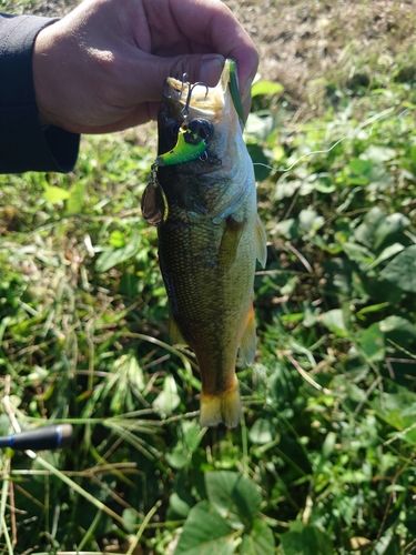 ラージマウスバスの釣果