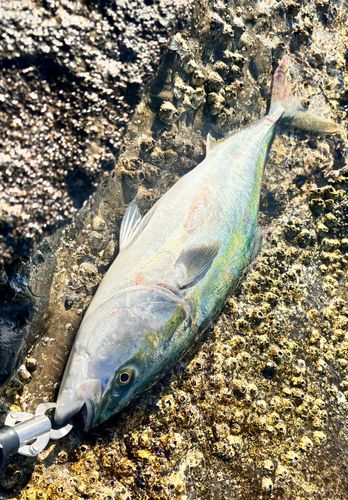 ワラサの釣果
