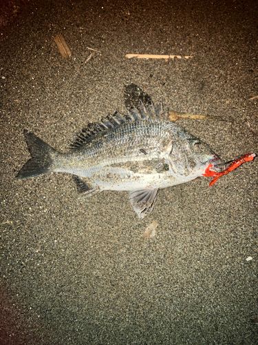 チヌの釣果