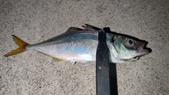 マアジの釣果