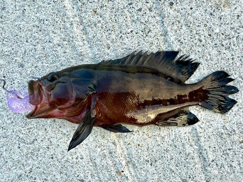 ヤミハタの釣果