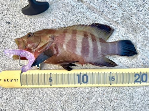 ヤミハタの釣果