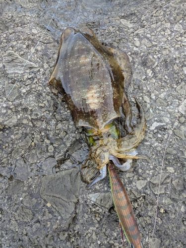 アオリイカの釣果