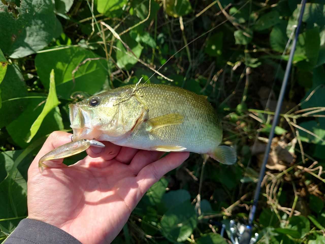 ラージマウスバス