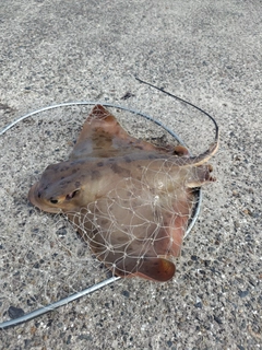 エイの釣果