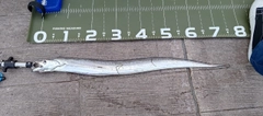 タチウオの釣果
