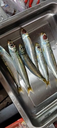 浦賀