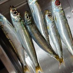 ウルメイワシ