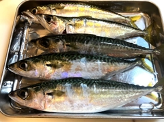 サバの釣果