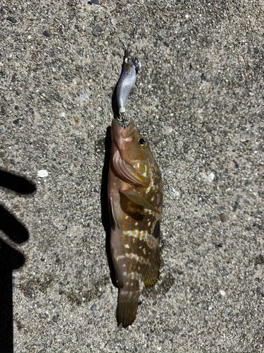 魚津漁港