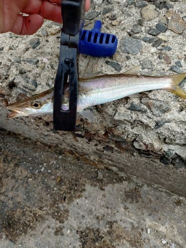 カマスの釣果
